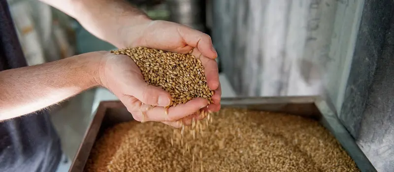 Brewery owner holding malt used for brewing beer